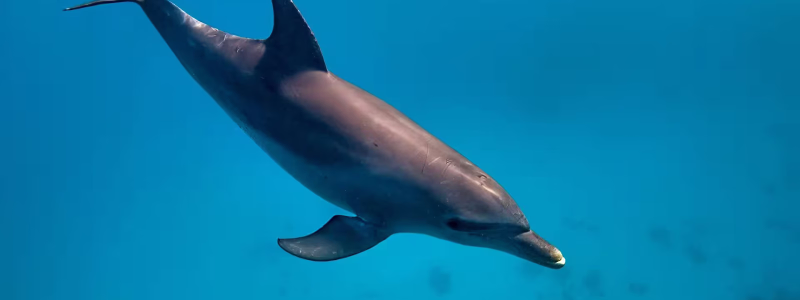 Hurghada Dolphin House
