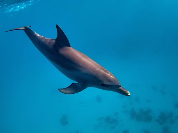 Hurghada Dolphin House