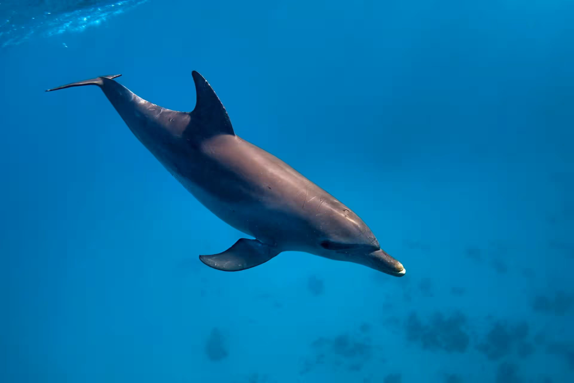 Hurghada Dolphin House