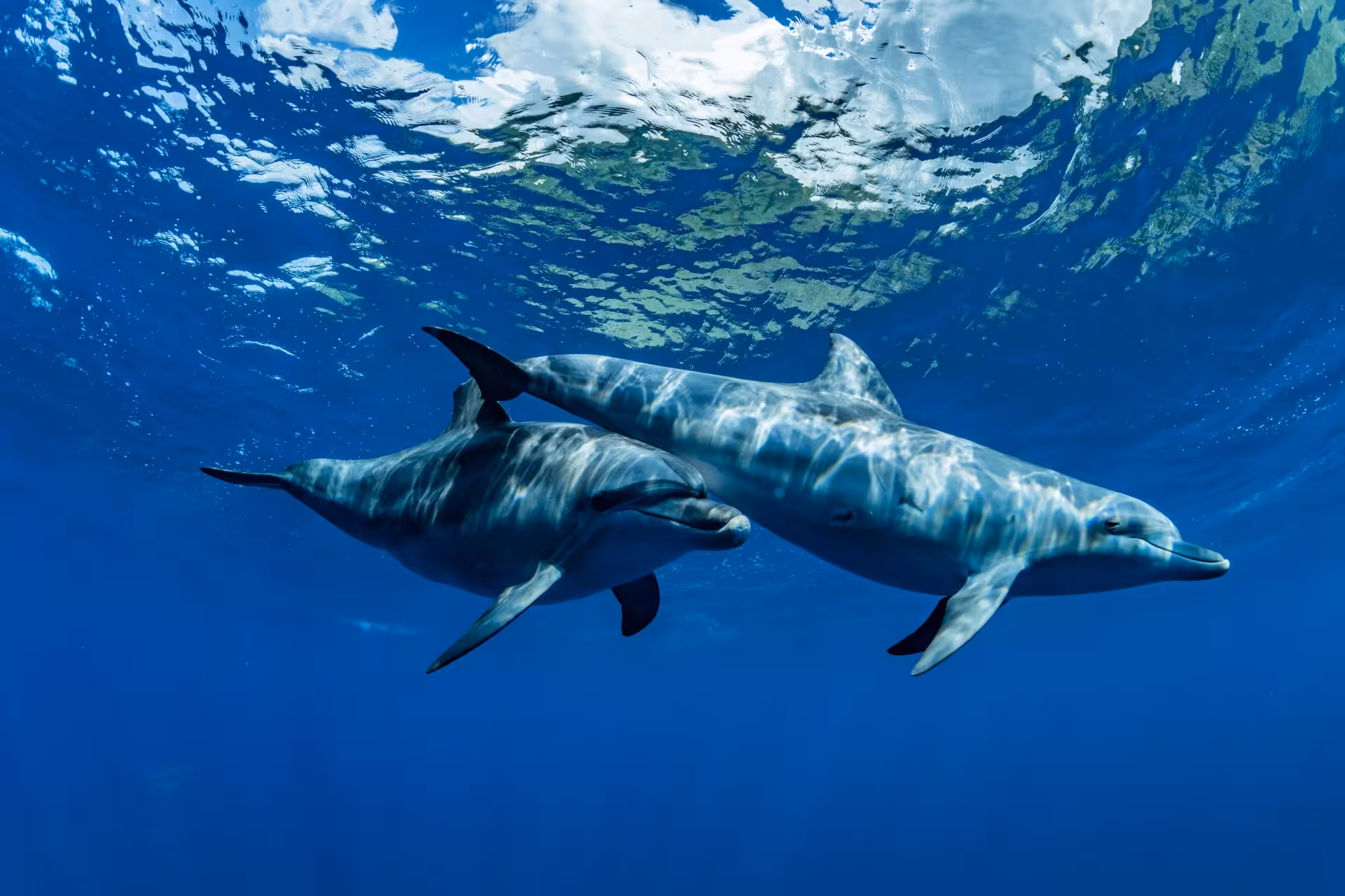 dolphin house Red Sea