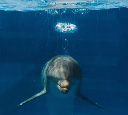 Dolphin House Private Boat Trip Hurghada Snorkeling Tour