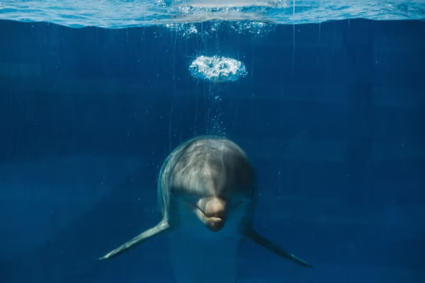 Dolphin House Private Boat Trip Hurghada Snorkeling Tour