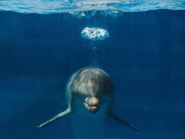 Dolphin House Private Boat Trip Hurghada Snorkeling Tour