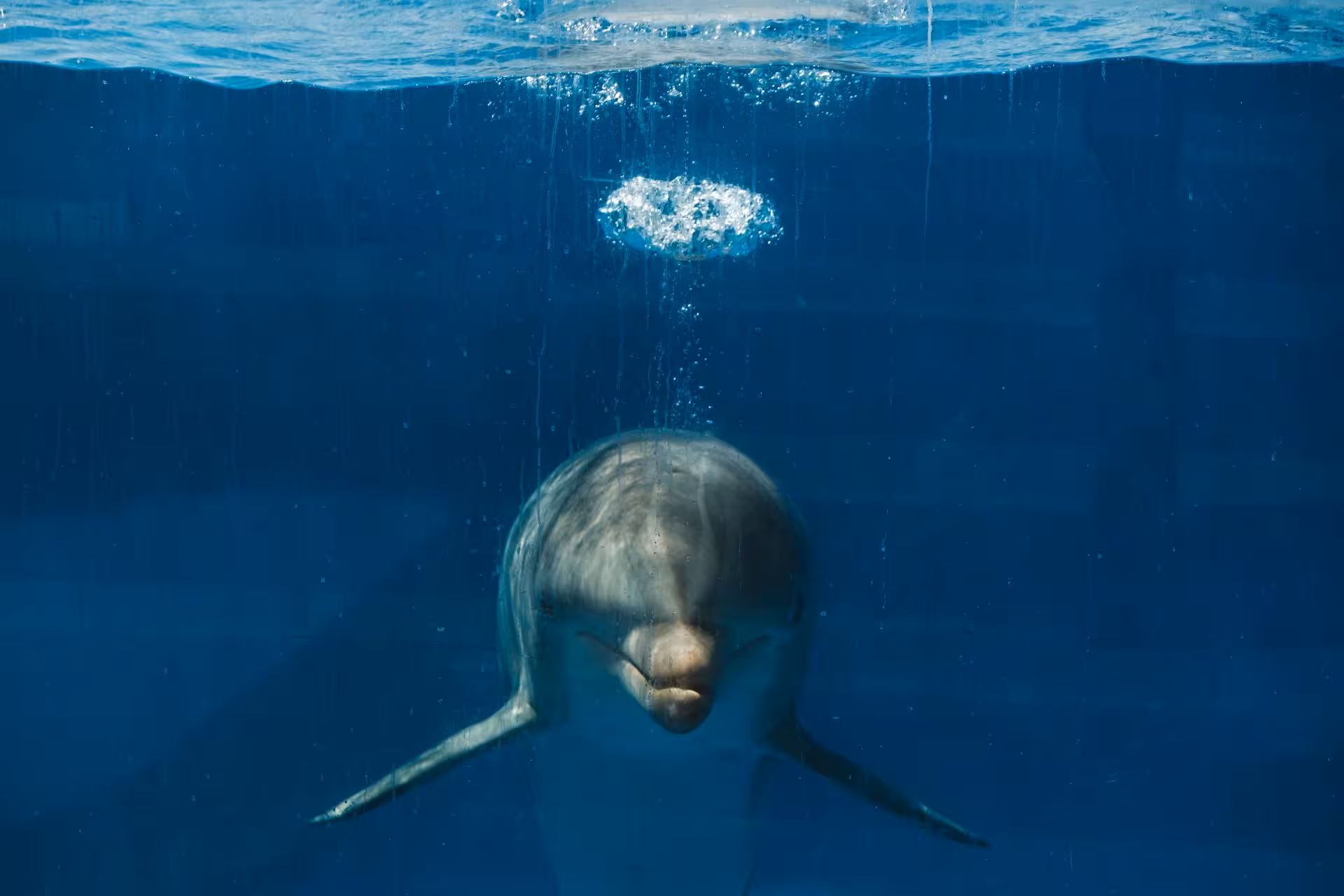 dolphin house Red Sea