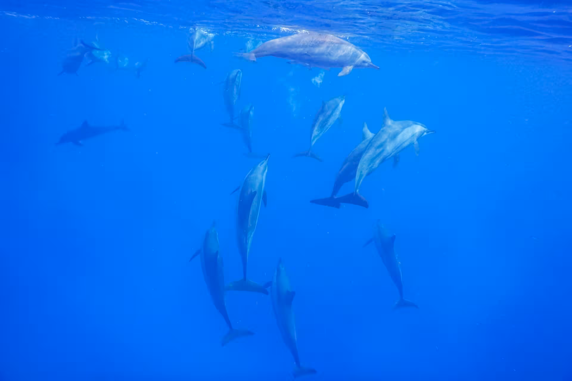 dolphin house hurghada egypt