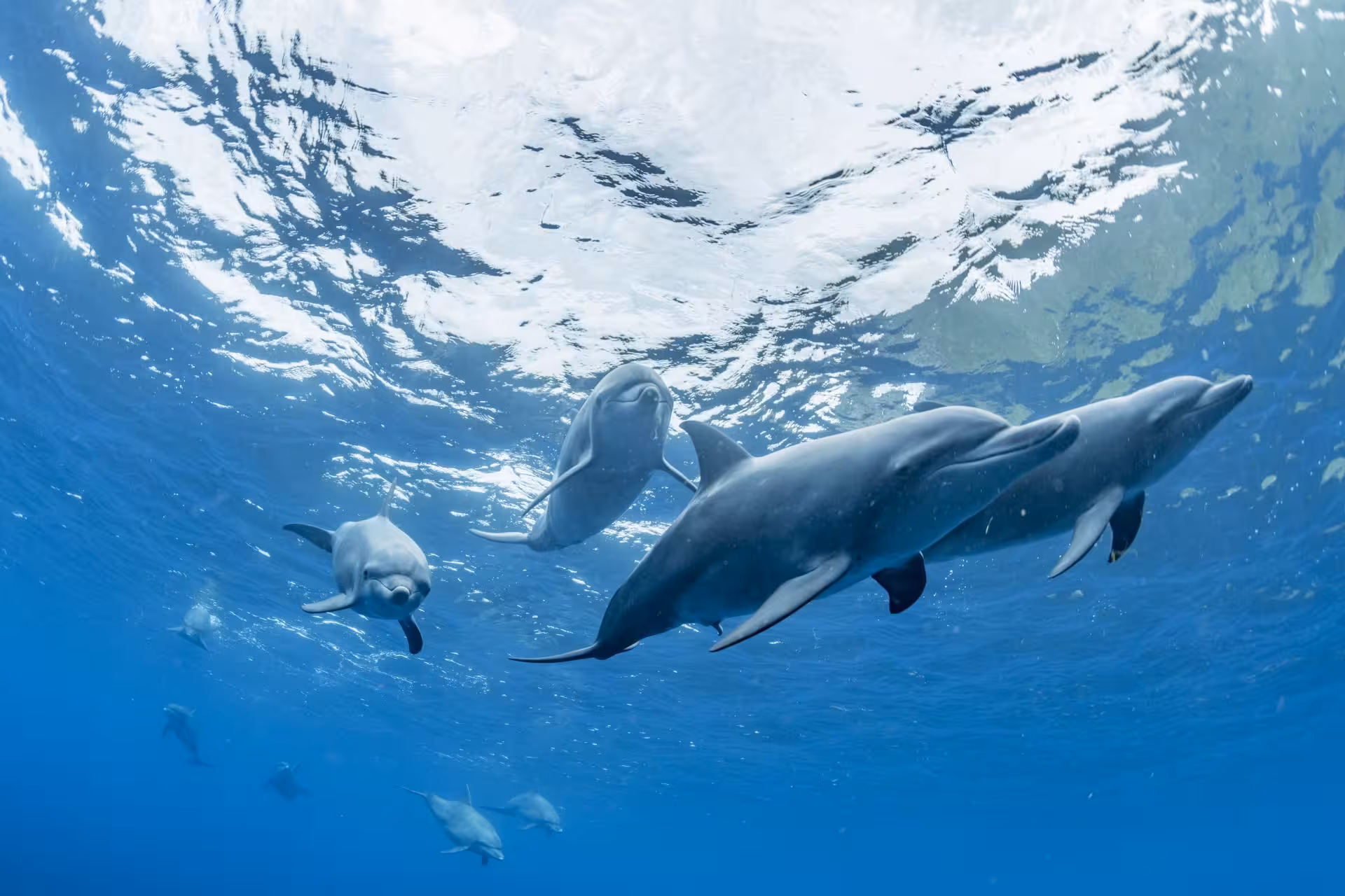 dolphin house hurghada egypt