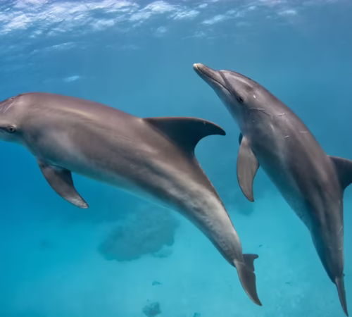 Dolphin House Private Speedboat Trip Hurghada Snorkeling Tour