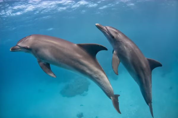 Dolphin House Private Speedboat Trip Hurghada Snorkeling Tour