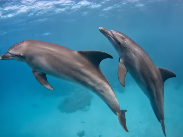 Dolphin House Private Speedboat Trip Hurghada Snorkeling Tour