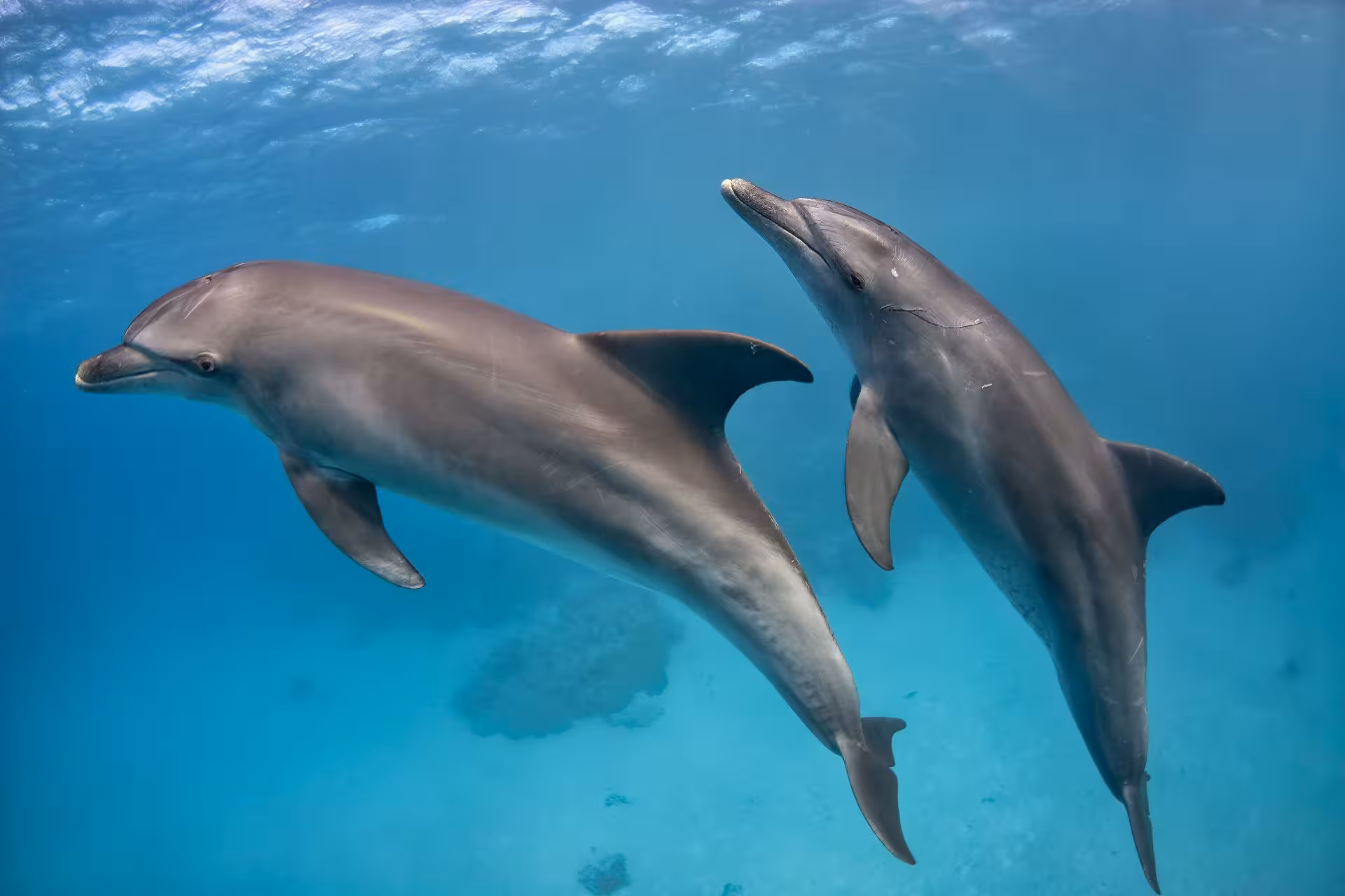 dolphin house private speedboat
