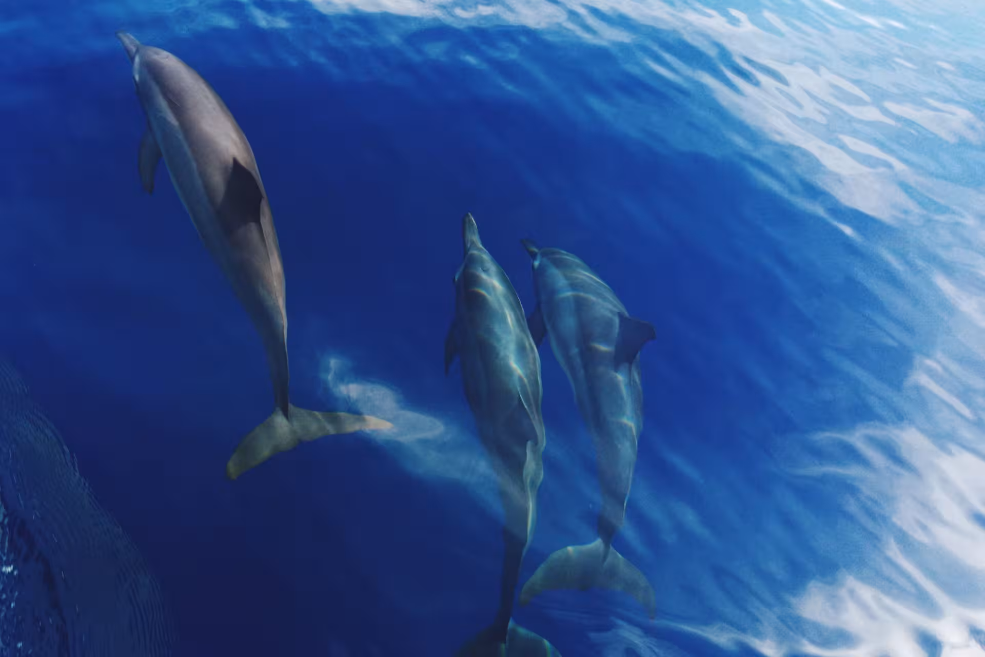 dolphin house trip hurghada