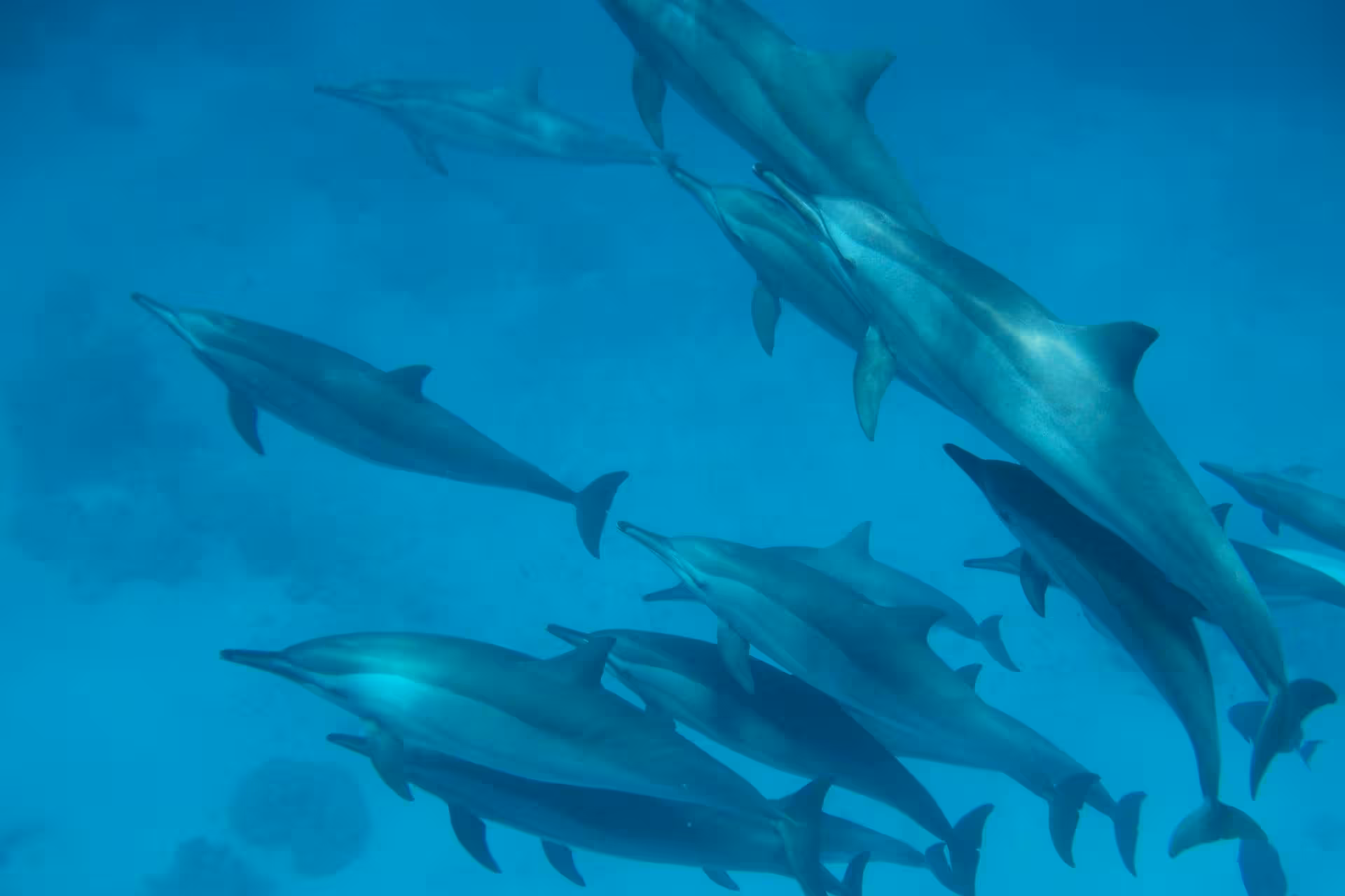 dolphin house trip hurghada