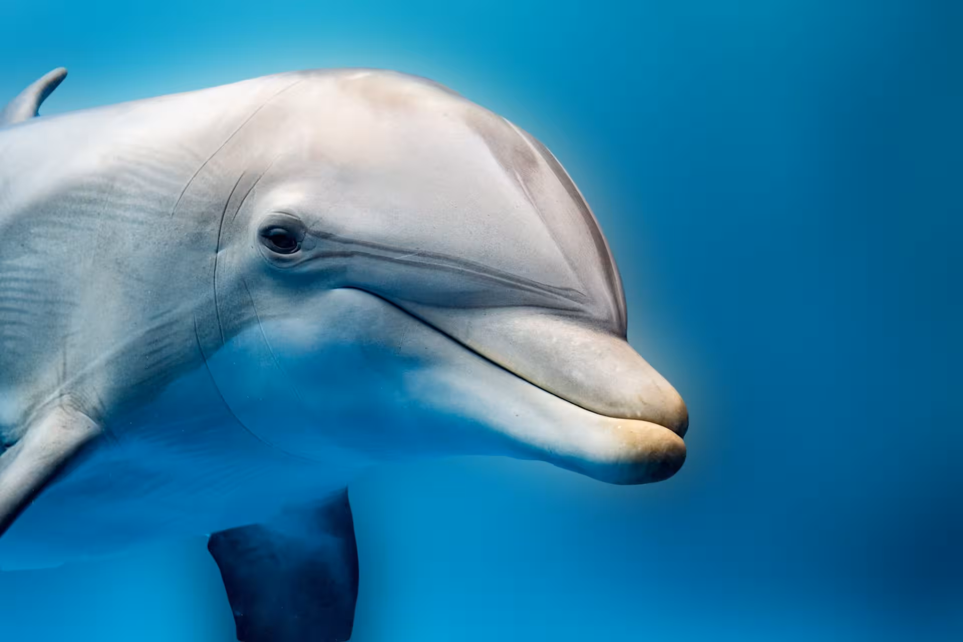 dolphin house Red Sea