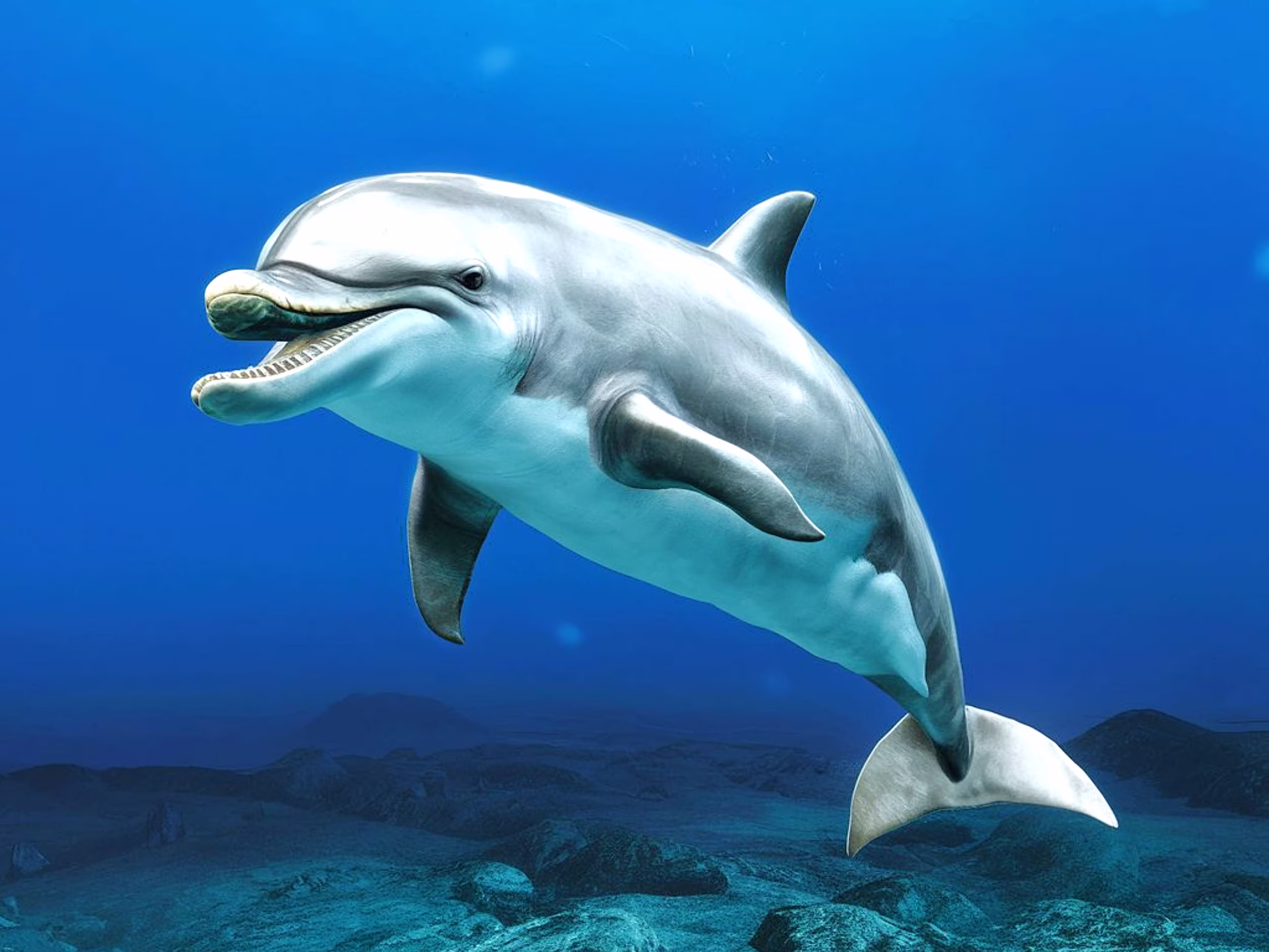 Dolphin Snorkeling Hurghada