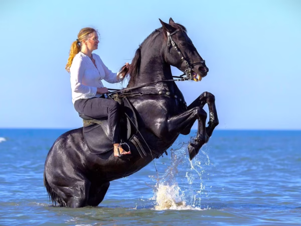 Horse Riding Hurghada