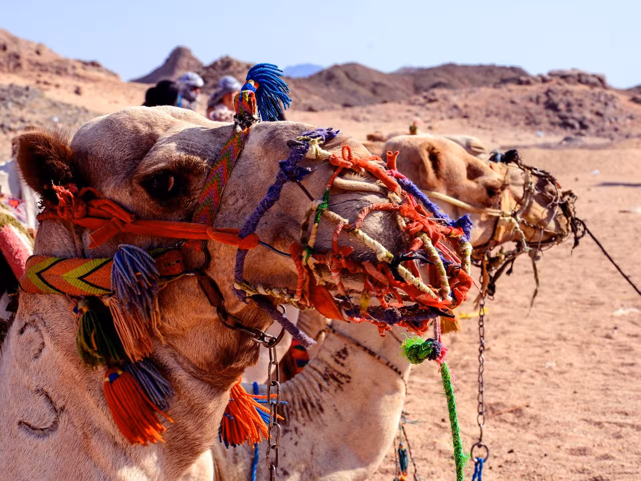 Camel ride Egypt Hurghada