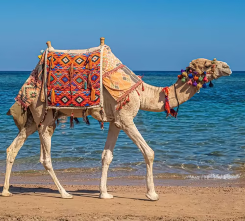 Hurghada Private Camel Ride With Desert and Bedouin Village Stop