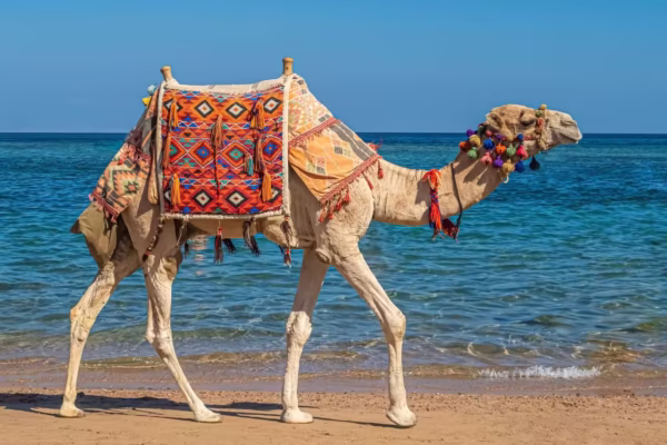 Hurghada Private Camel Ride With Desert and Bedouin Village Stop