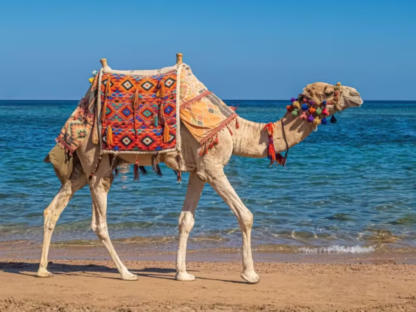 Hurghada Private Camel Ride With Desert and Bedouin Village Stop