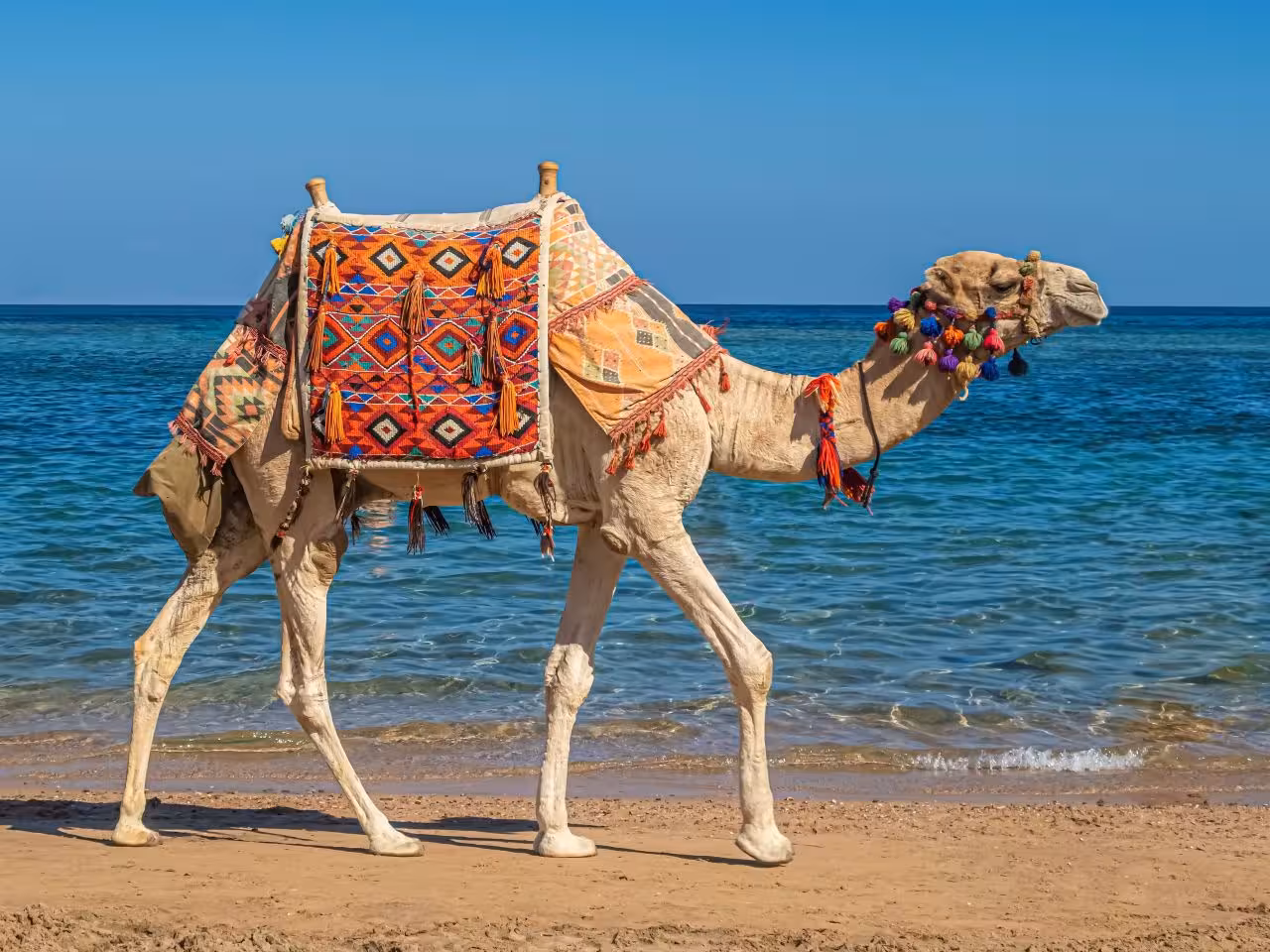 Camel trip Hurghada