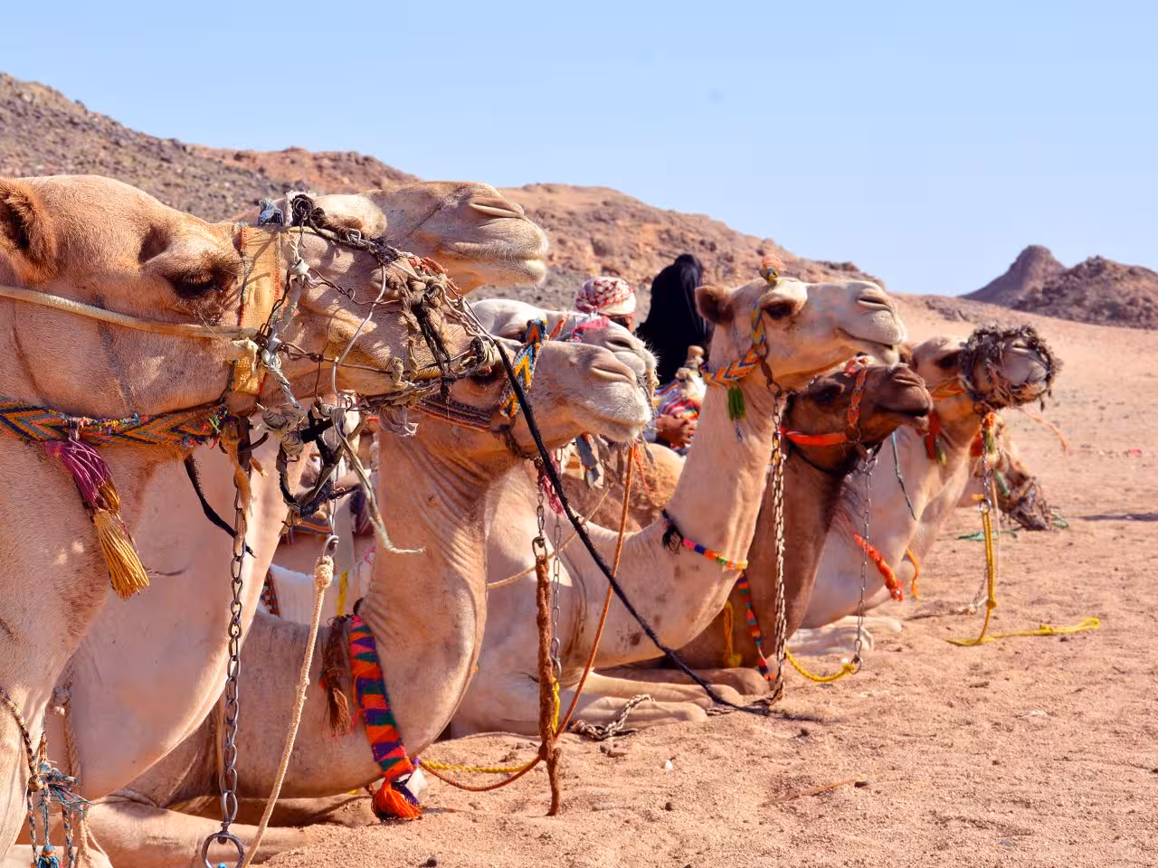 Desert camel safari Hurghada