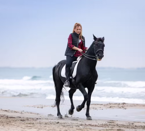 Horse Safari Hurghada With Beach and Desert Riding Experience