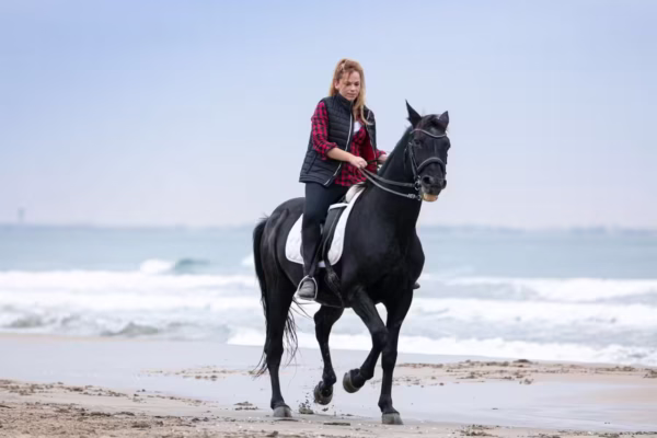 Horse Safari Hurghada With Beach and Desert Riding Experience