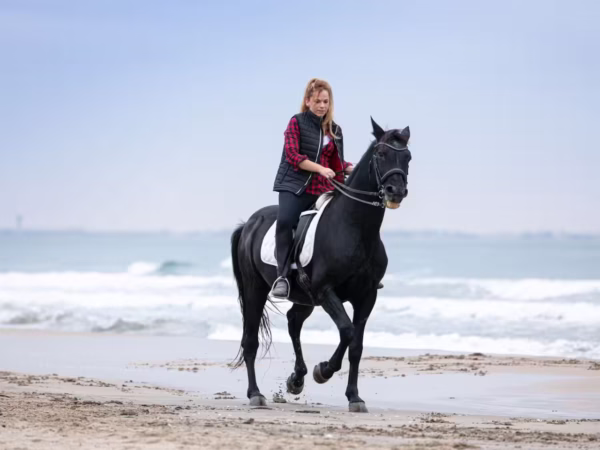 Horse Safari Hurghada With Beach and Desert Riding Experience