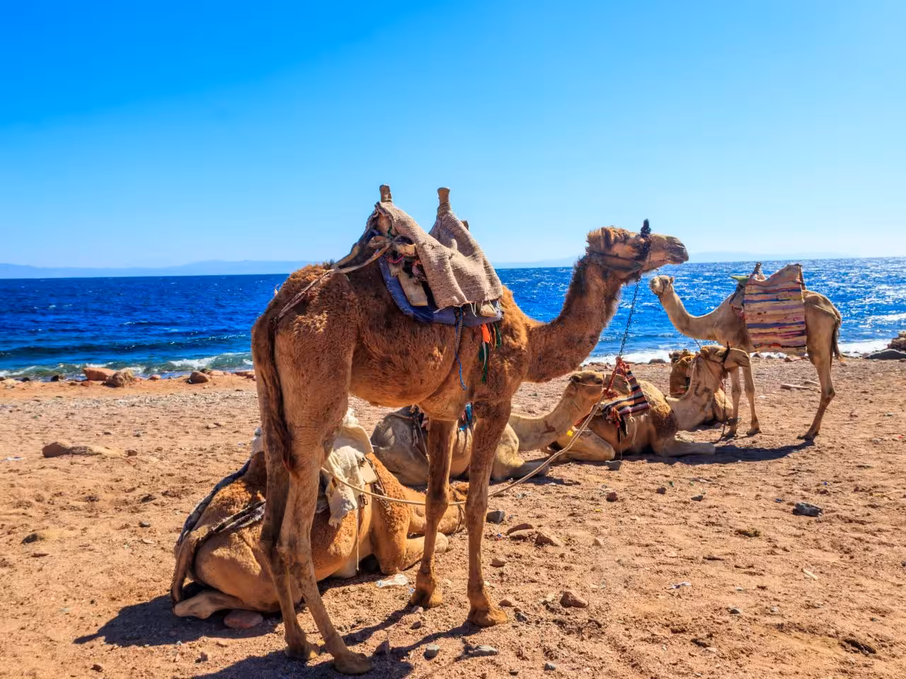 Hurghada camel excursion