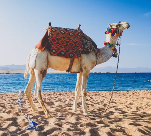 Hurghada Sunset Camel Ride With Desert Safari and Hotel Pickup