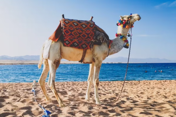 Hurghada Sunset Camel Ride With Desert Safari and Hotel Pickup