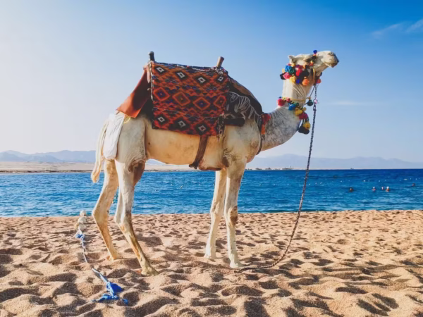 Hurghada Sunset Camel Ride With Desert Safari and Hotel Pickup